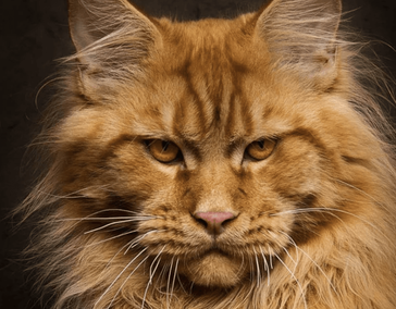 Три этапа курса